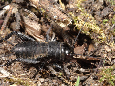 Insektenfreundlicher Garten