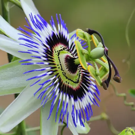 BESONDERE UND NOCH SELTENE KLETTERPFLANZEN FÜR DEN GARTEN