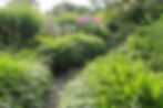 Japanwaldgras Hakonechloa macra, eine tolle Einfassungspflanze