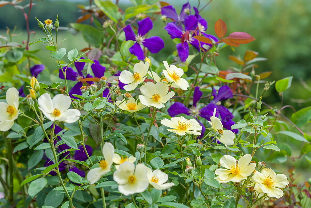 CLEMATIS MIT STAUDEN UND ROSEN KOMBINIERT
