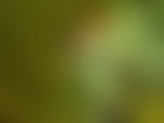 Insektenfreundlicher Garten