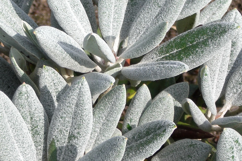 Rhododendron