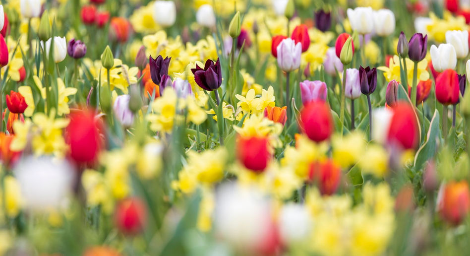 Bundesgartenschau Erfurt 2021