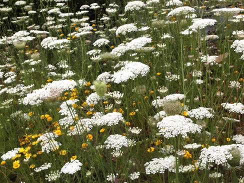 Insektenfreundlicher Garten