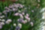 Berglauch Allium senescens ssp. senescens
