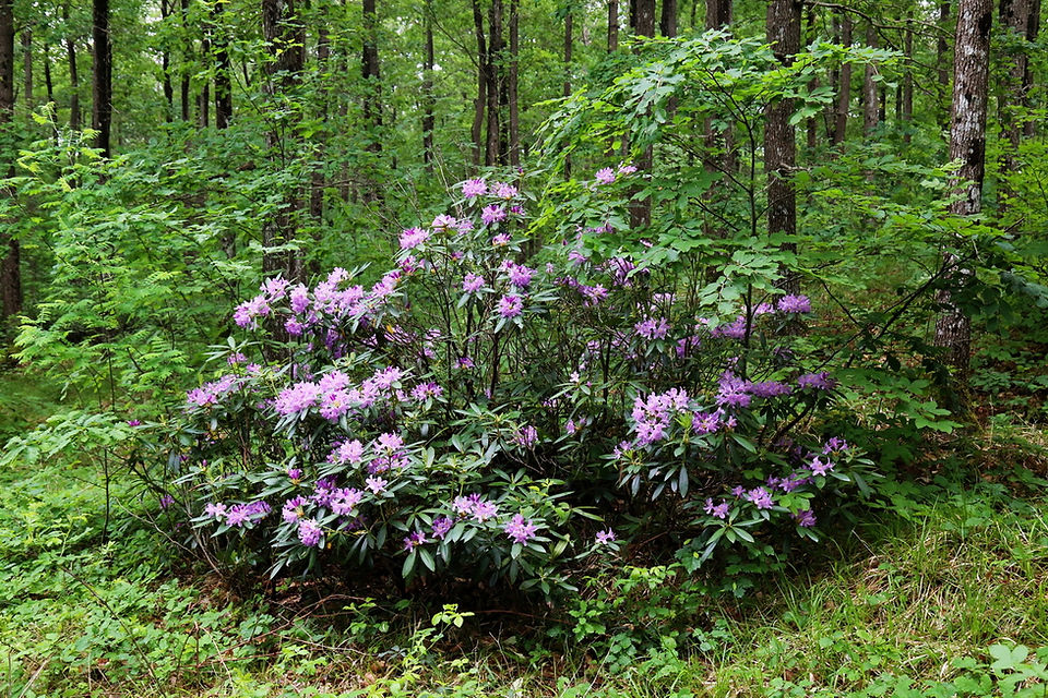 Rhododendron ponticum  invasiv