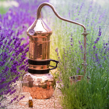 VOM ZAUBER DER PFLANZENDÜFTE - EINE KLEINE AROMENKUNDE