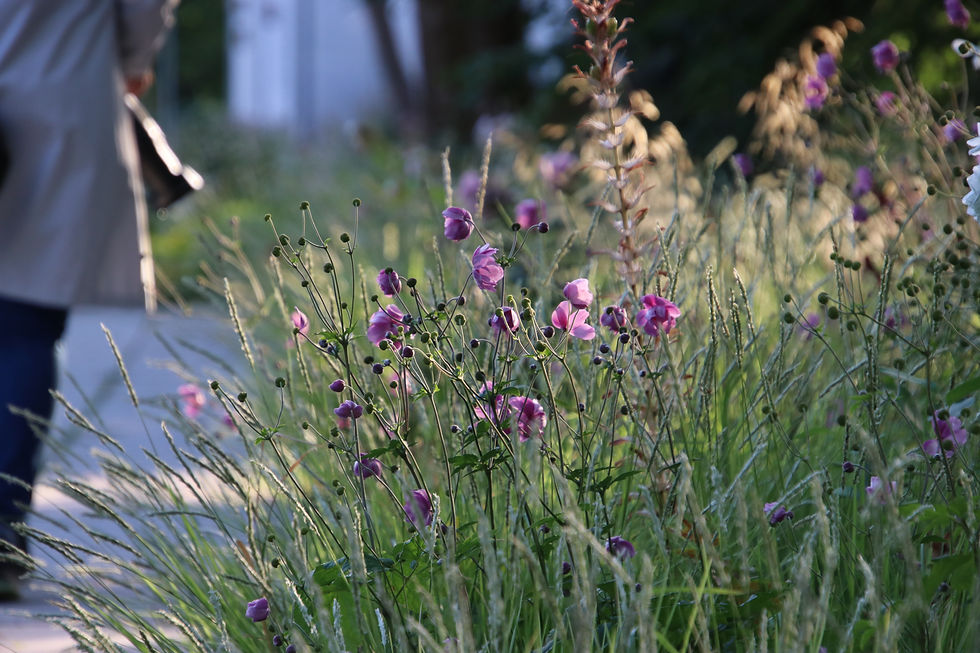 Kamera, Garten fotografieren im Ega-Park, Erfurt