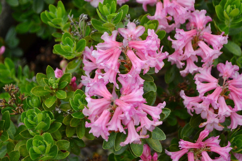 Rhododendron hirsutum