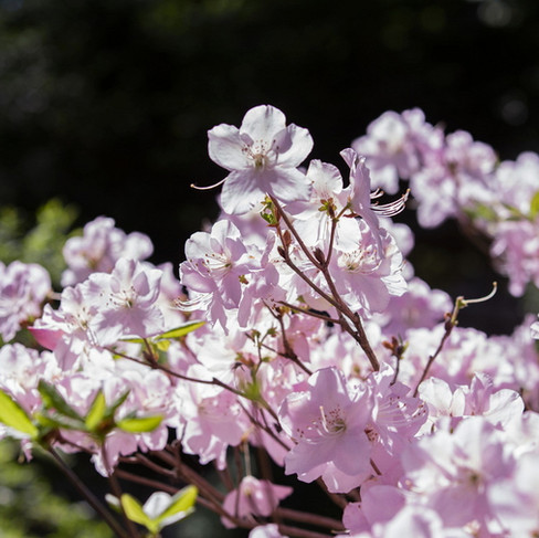 Rhododendron in Asien