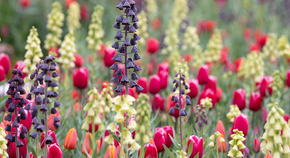 Bundesgartenschau Erfurt 2021