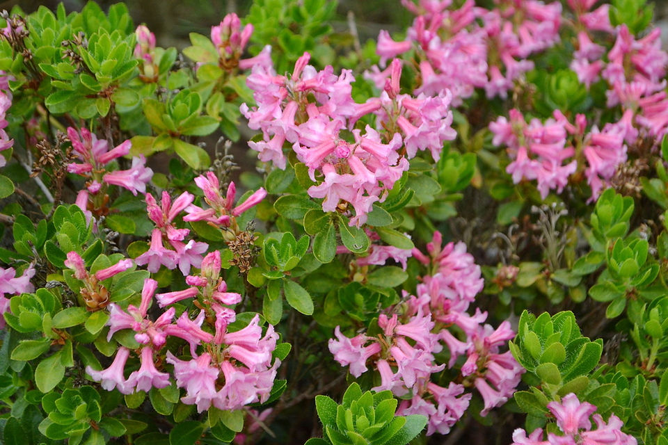 Rhododendron hirsutum