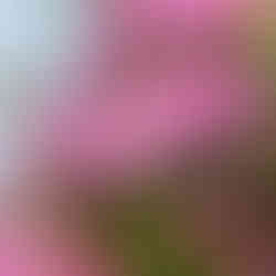 Rhododendron in Asien