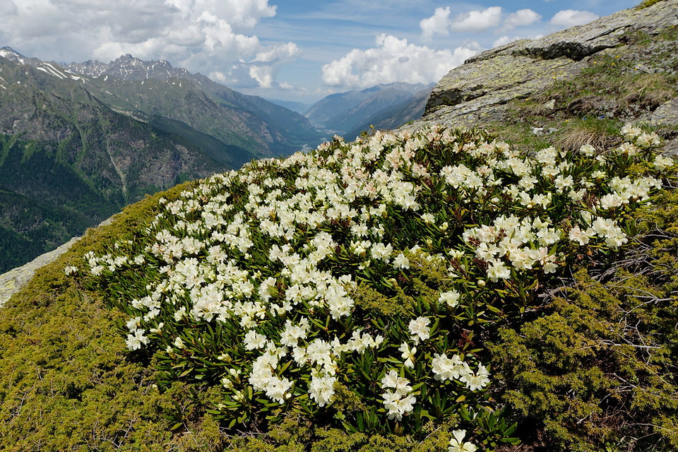 Rhododendron caucasicum in den hochalpinen Regionen