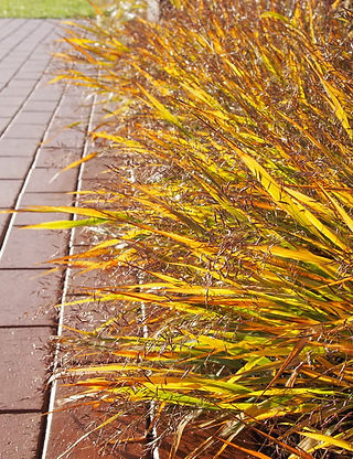 Gelbe Blüten im Garten