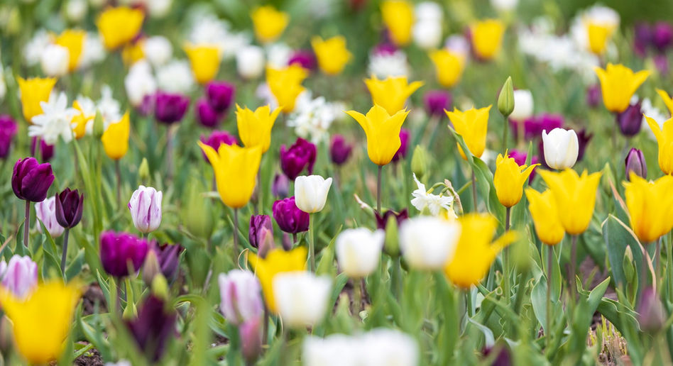 Bundesgartenschau Erfurt 2021