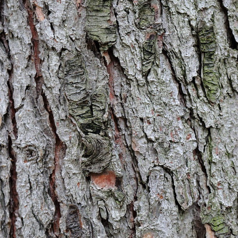  Tränen-Kiefer (Pinus wallichiana)