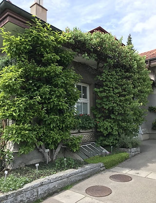 Besondere Kletterpflanzen