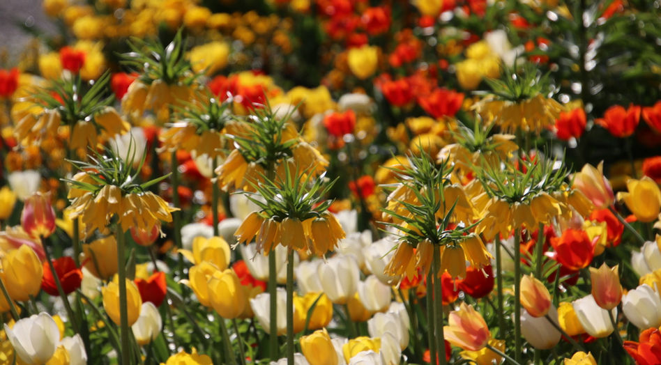 Landesgartenschau Burg 2018
