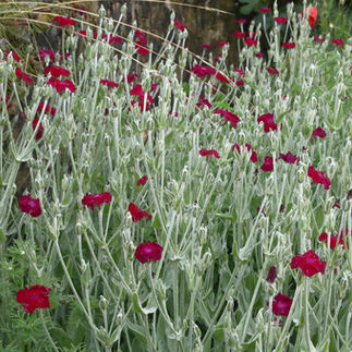 Lychnis coronaria