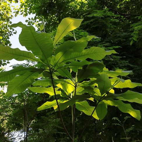 Magnolia