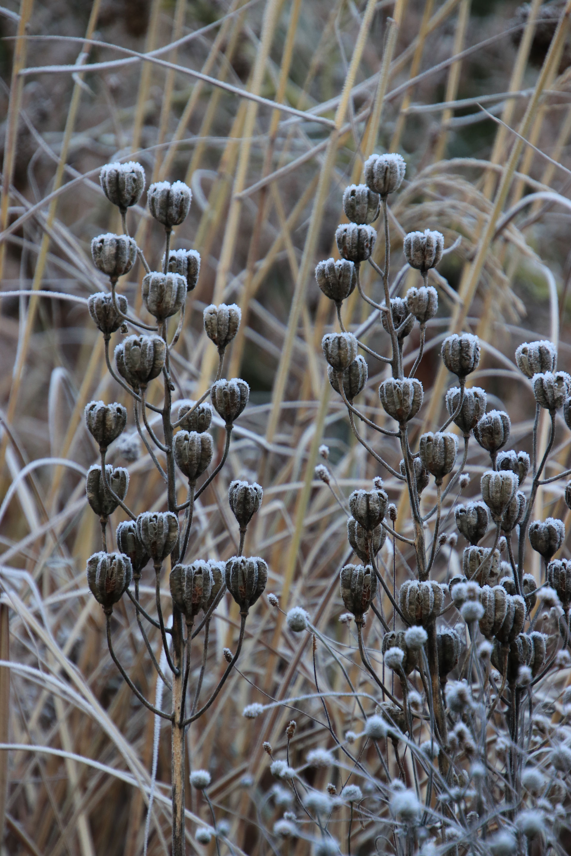 Samenstände im Winter mit Raureif