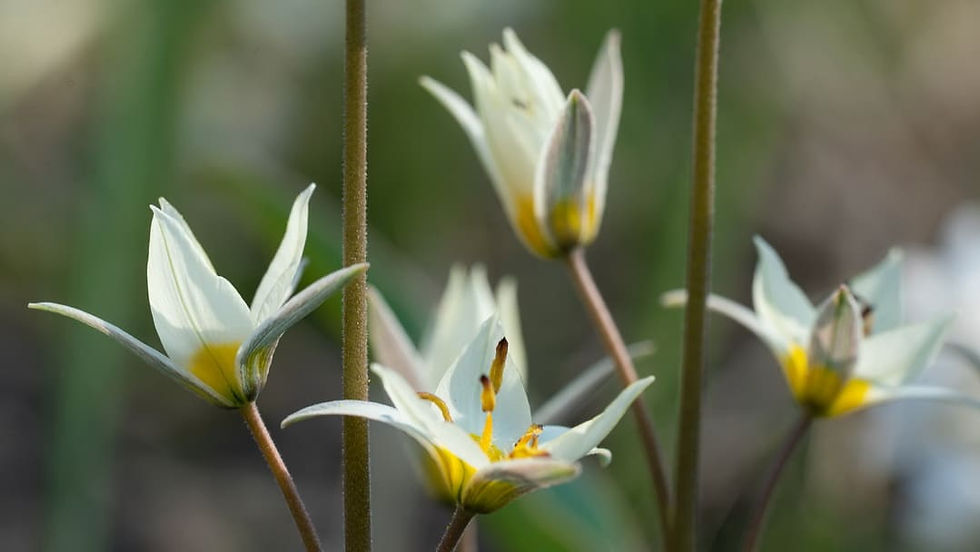 tulpen
