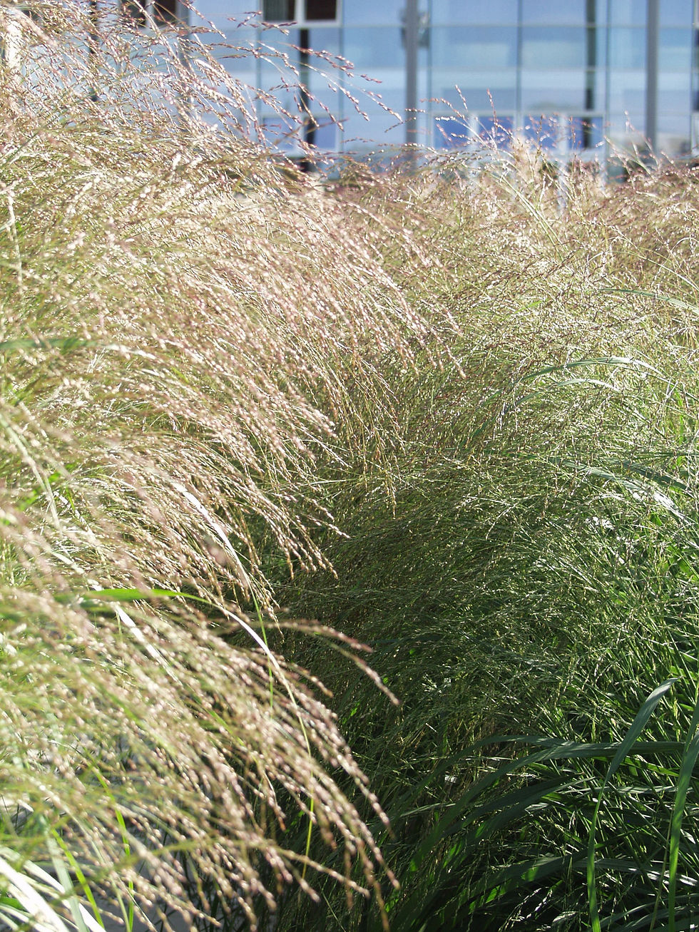 Panicum