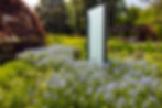 Amsonia orientalis
