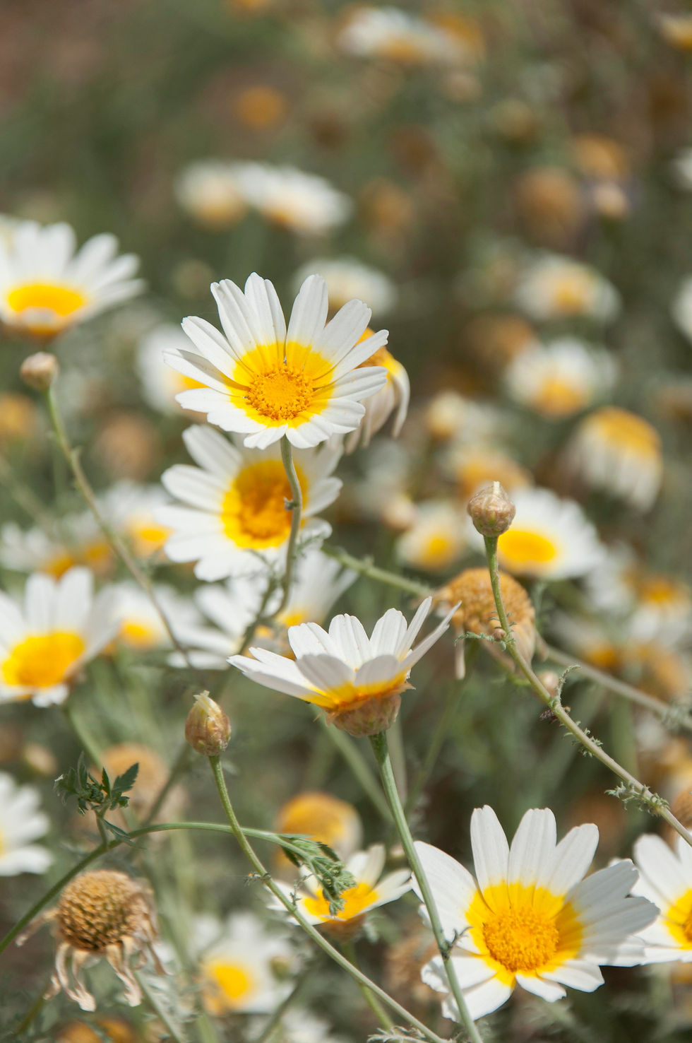 © Karen Winnubst Fotografie