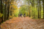 SFR-Equestrian-Banner-Landing2.jpg