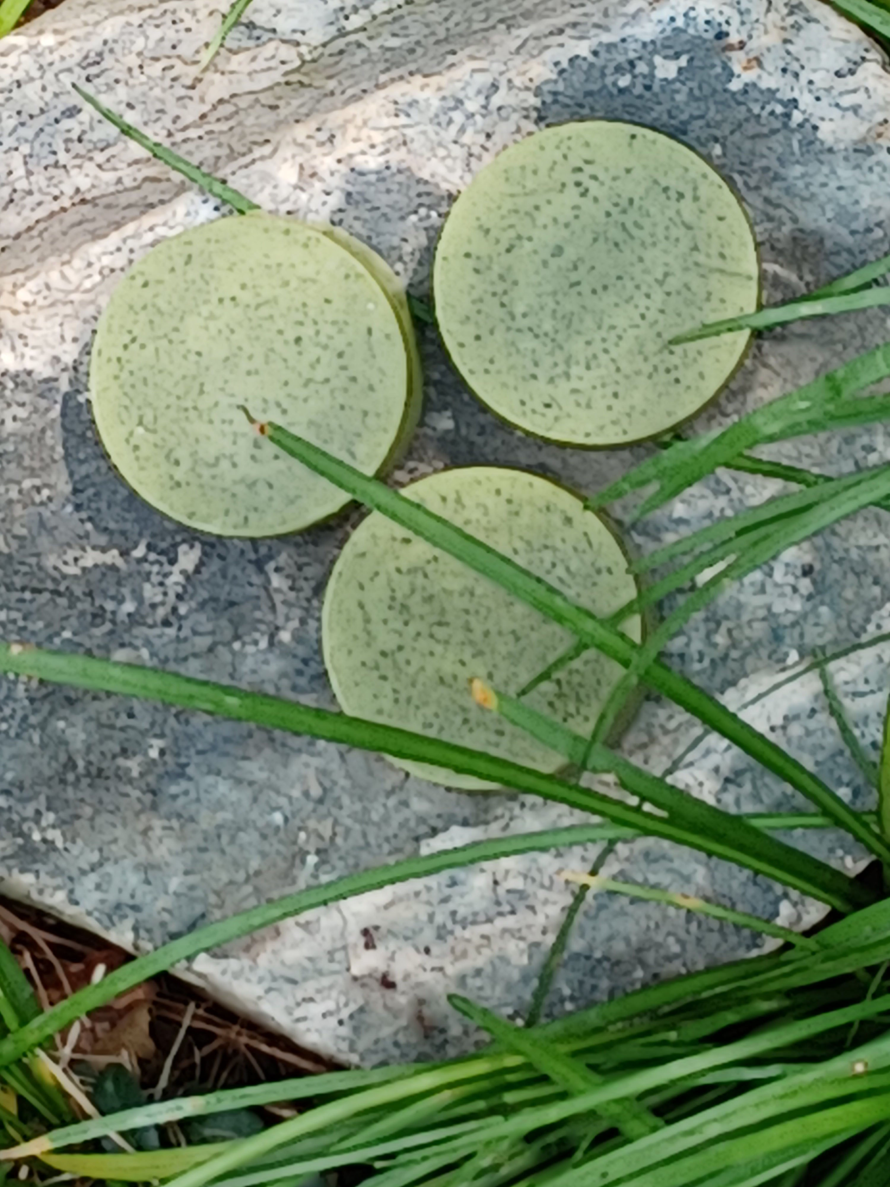 Sabonete de Moringa