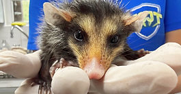 TEMPORADA DE SARUÊS… ÓRFÃOS