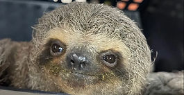 TIRADA DA NATUREZA E DOPADA PARA TRÁFICO, PREGUIÇA PRECISA DE MAIS CUIDADOS