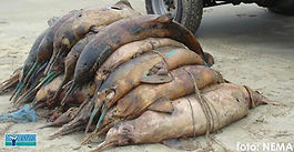 Toninhas são vítimas de captura acidental e morrem enroscadas em redes de pesca. Imagem: NEMA