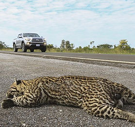 DADOS POLICIAIS PODEM VIRAR JOGO DE ATROPELAMENTOS DE ANIMAIS