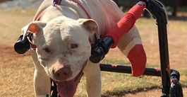 Sansão, pitbull que inspirou lei federal que endureceu penas contra maus-tratos a cães e gatos — Foto: reprodução redes sociais / Ticiana Lima Dornas.