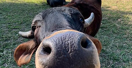 FAZENDEIRO É CONDENADO A PRISÃO POR ABANDONO DE BÚFALAS DE BROTAS