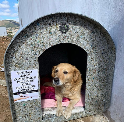 Abrigos para cães são pagos em vaquinhas online. Foto: reprodução redes sociais