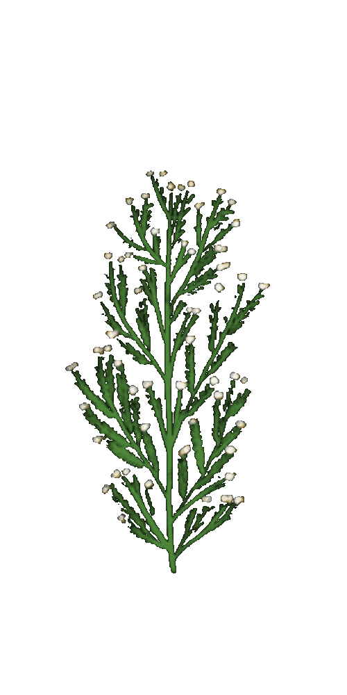 Lukasgatan julkalendern gräs