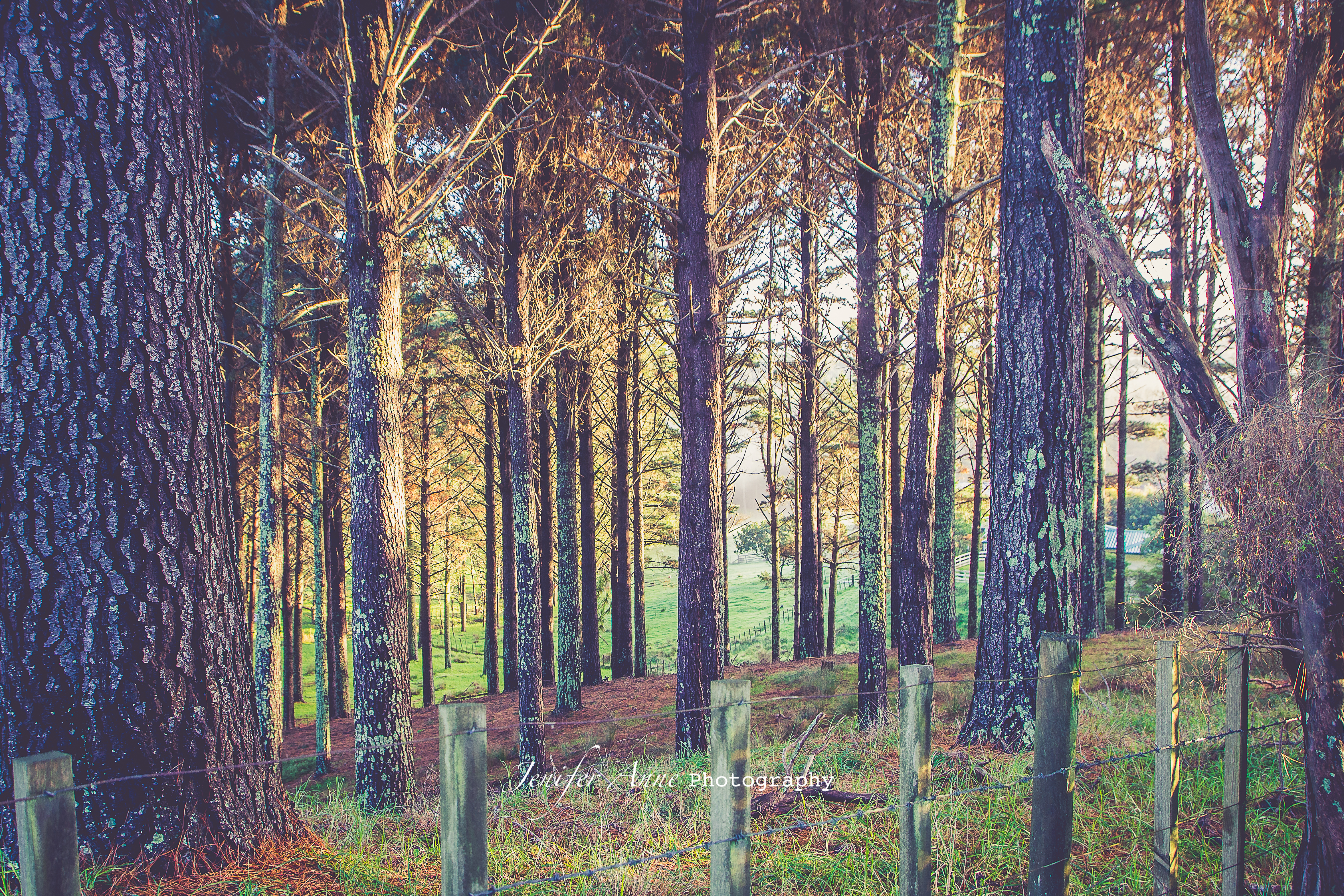 Forest @ Muriwai