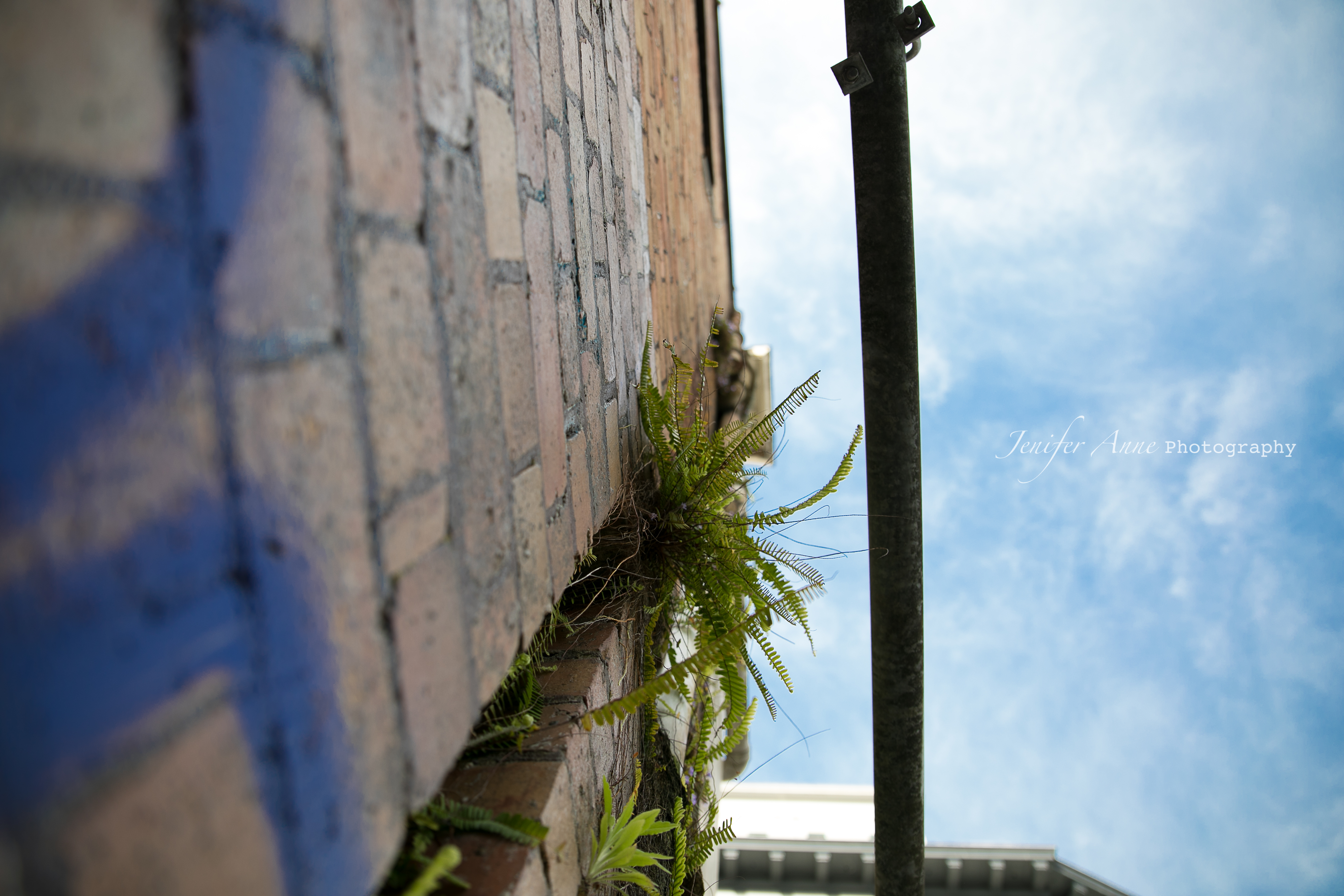 Greenery in the city