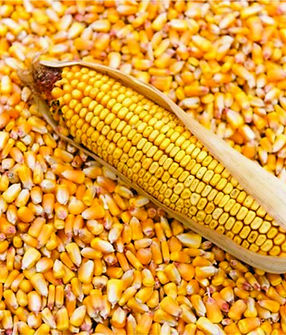 GMO and non-GMO yellow maize