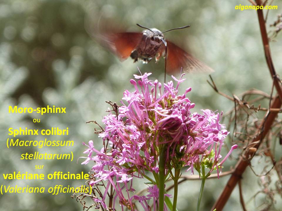 Diapositive069