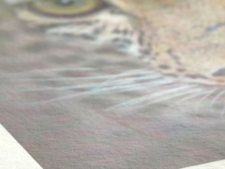 PAPER FOCUS HAHNEMÜHLE FINE ART BAMBOO 290 GSM