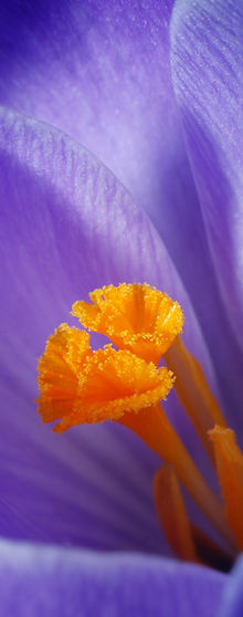 Macro experiments_edited.jpg