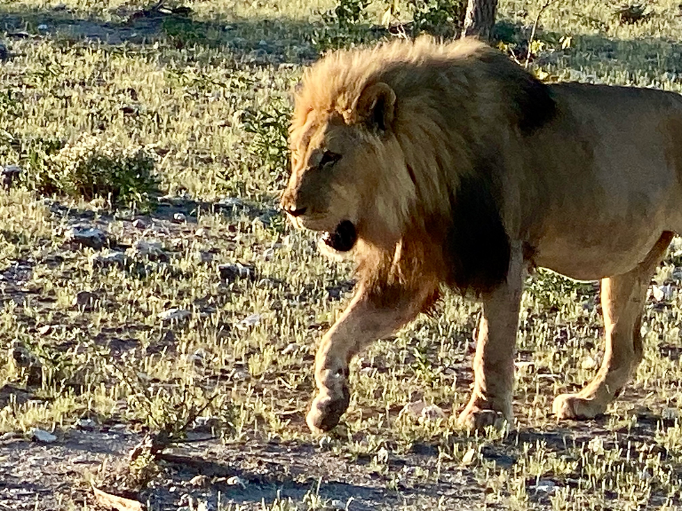 Male lion in Etosha Namibia