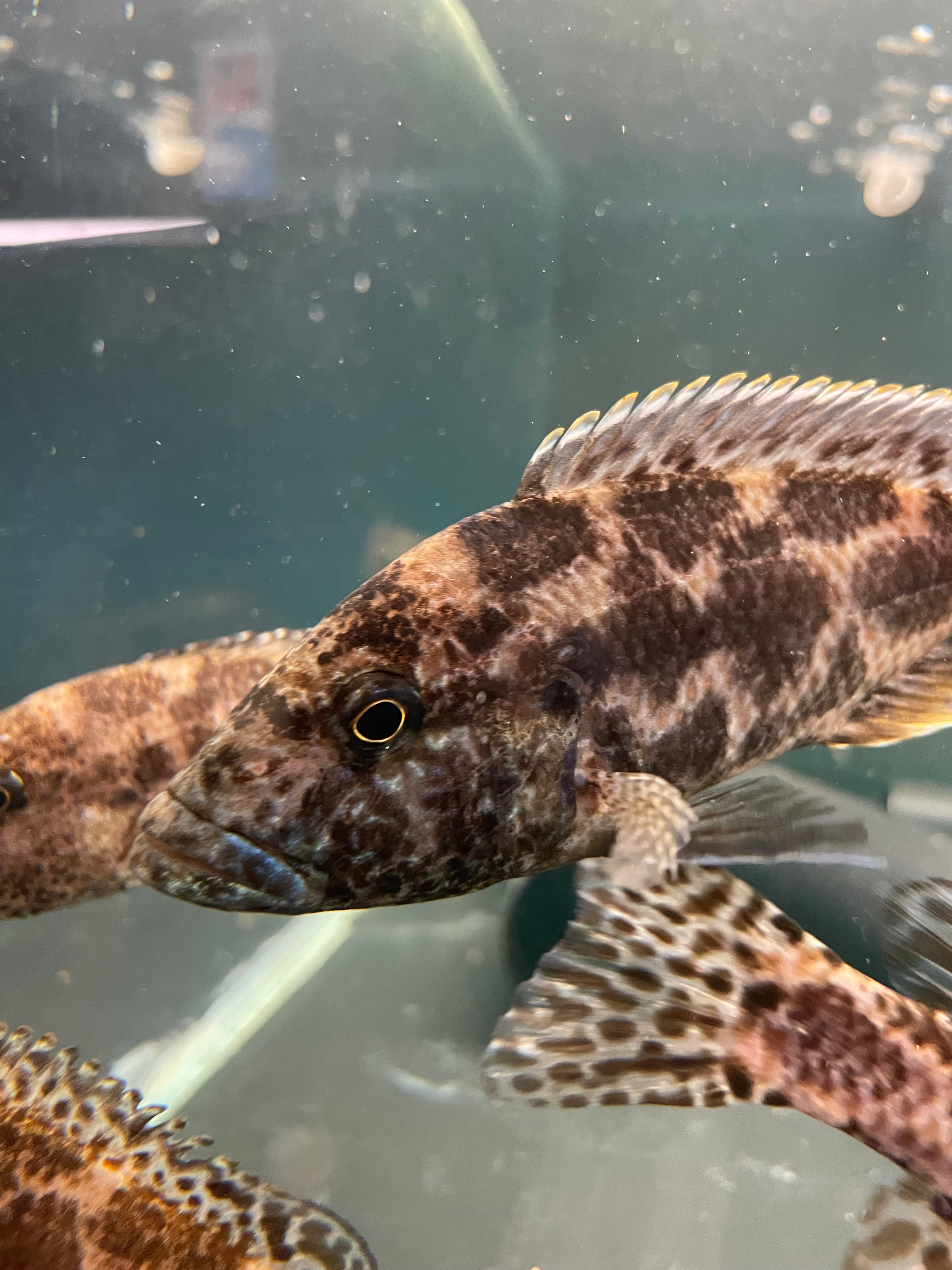 Nimbochromis polystigma