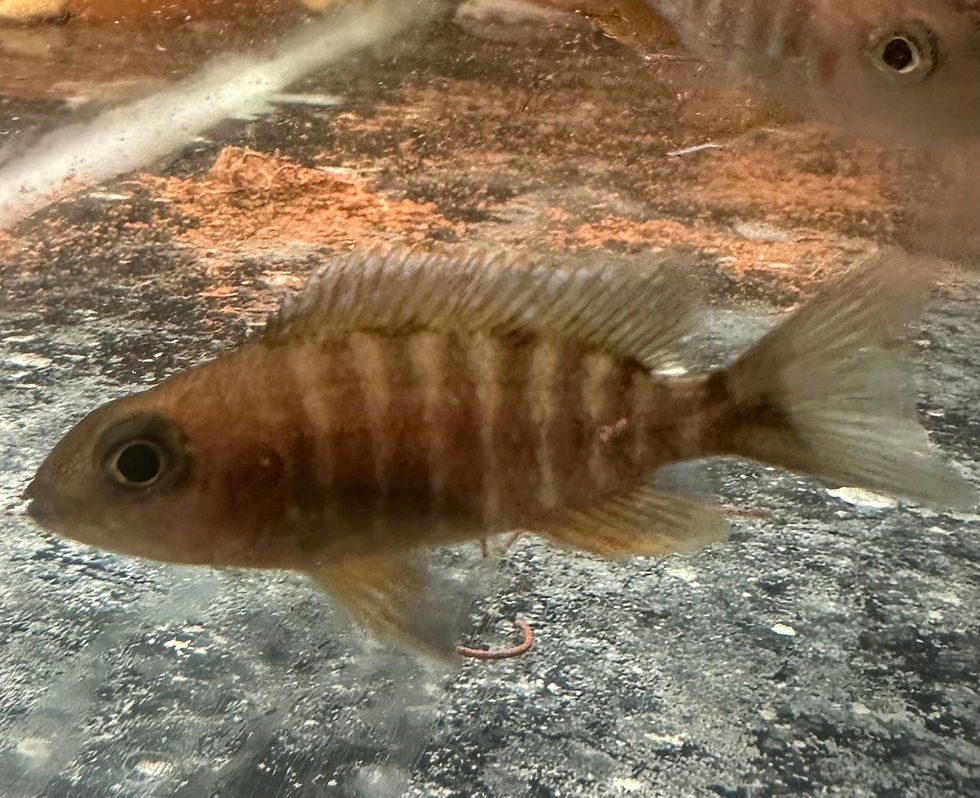 Thumbnail: Assorted female haps and peacocks 6/7cm