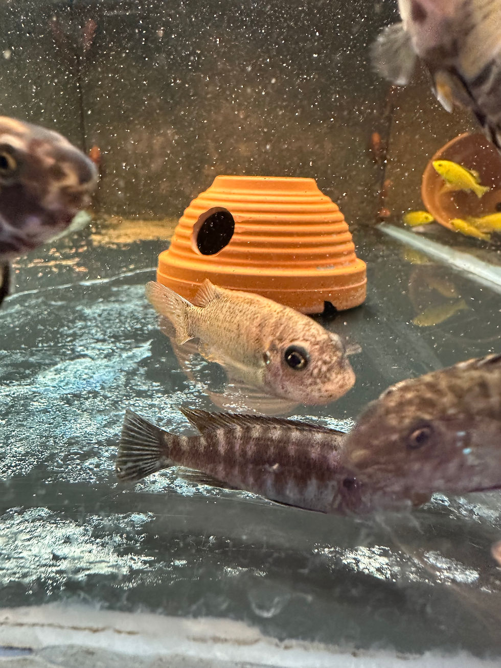 Thumbnail: Labeotropheus fuelleborni 'Mbenji 